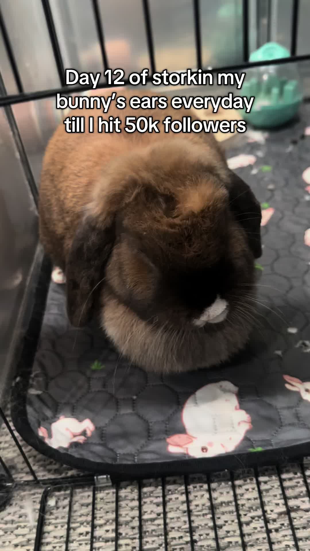 @honeythebunny24
