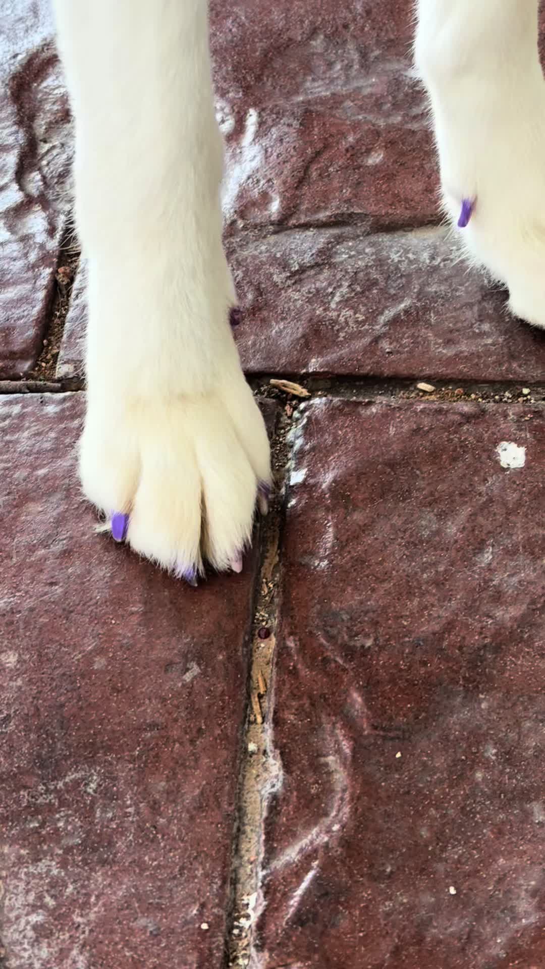 @houseofhounds24