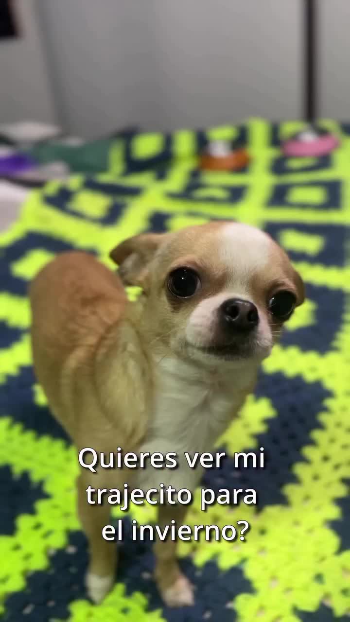@chihuahuaxlovers