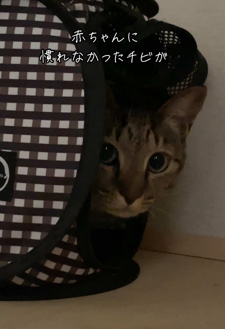 @こゆきチャンネル
