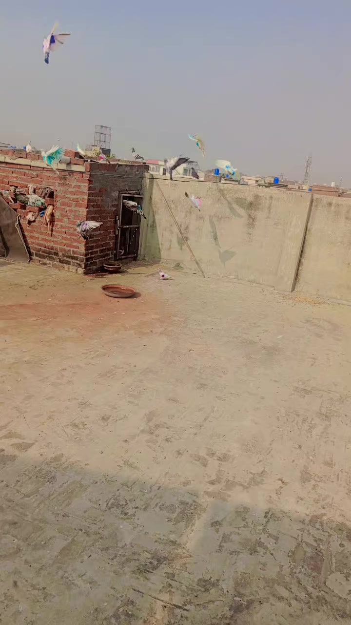 @Gujrati Munda