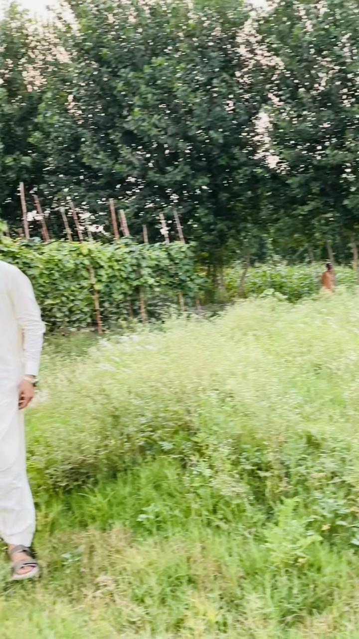 @Saif Shinwari