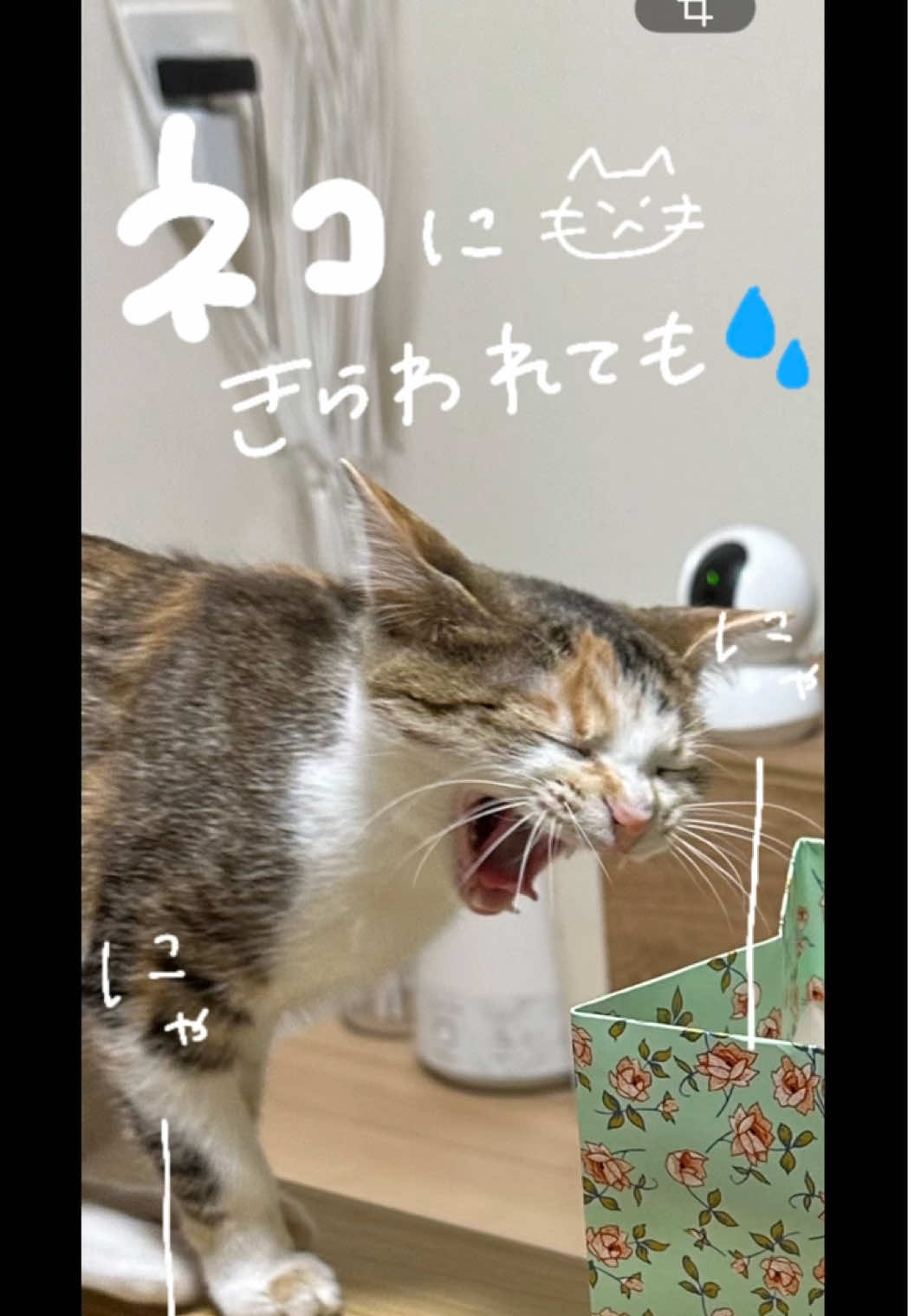 @かにみ、みてる
