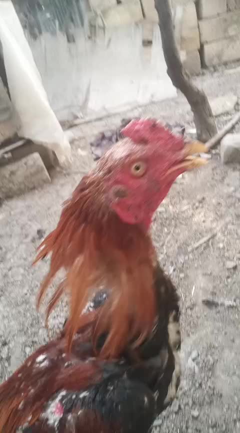 @HERATİ SATİŞİ