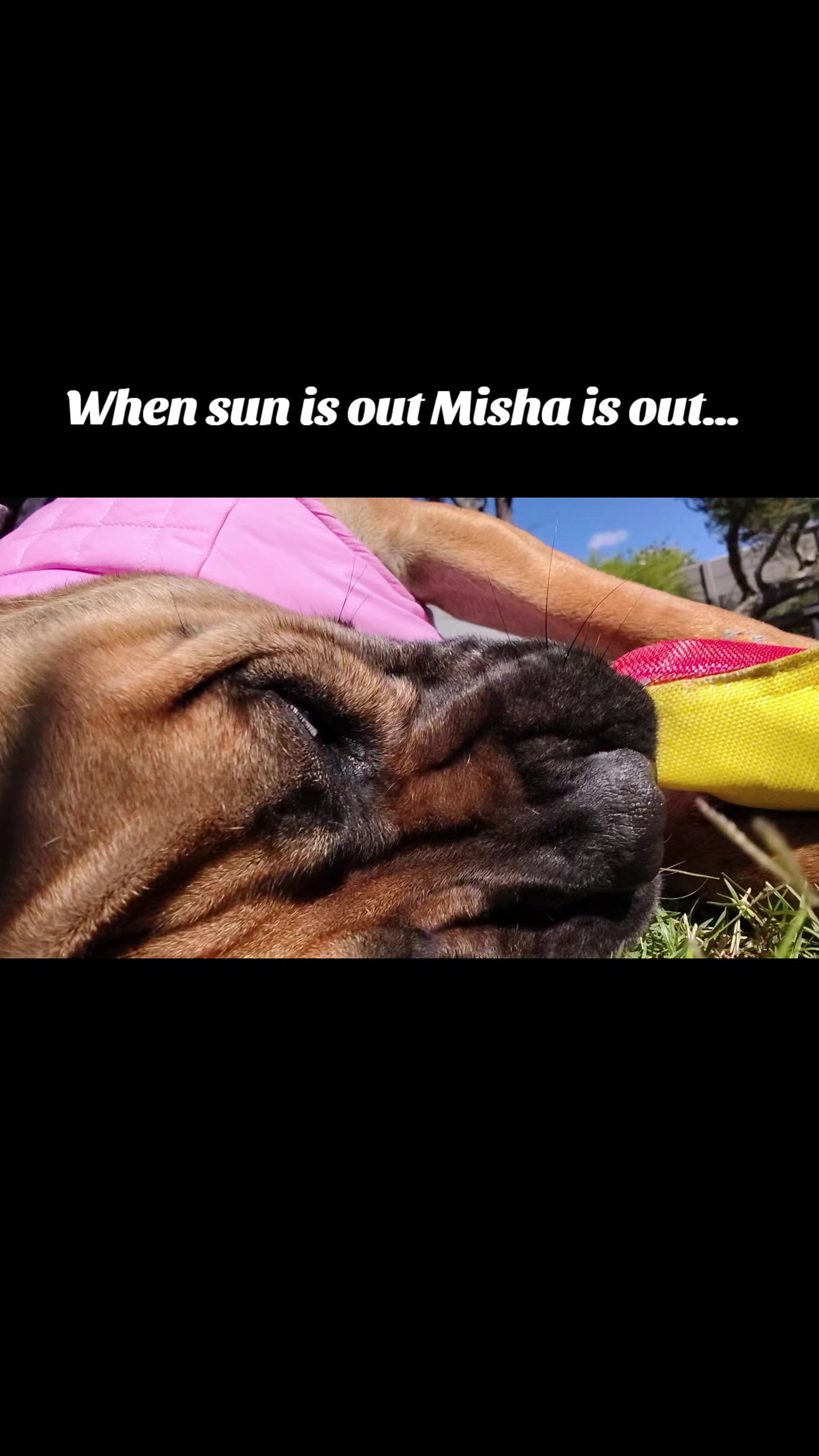 @Mishatheboerboel