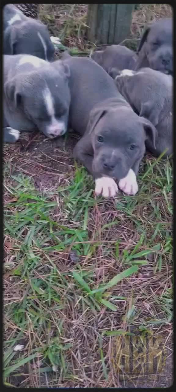 @HACHIKO LINE Bully Kennel