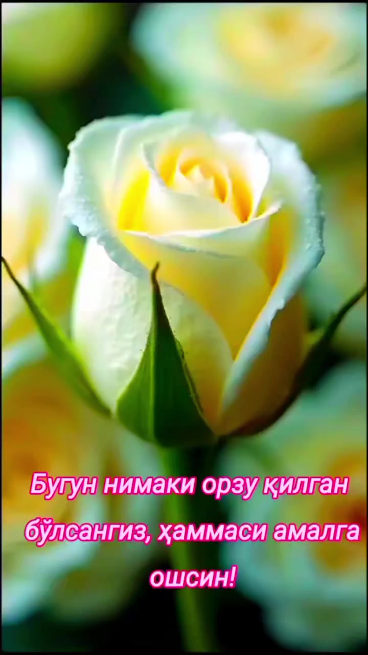 @Камола