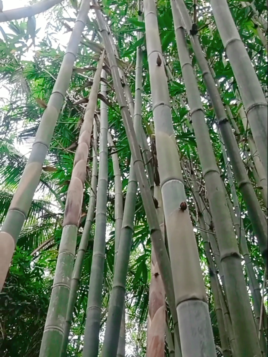 @Yến nhà quê