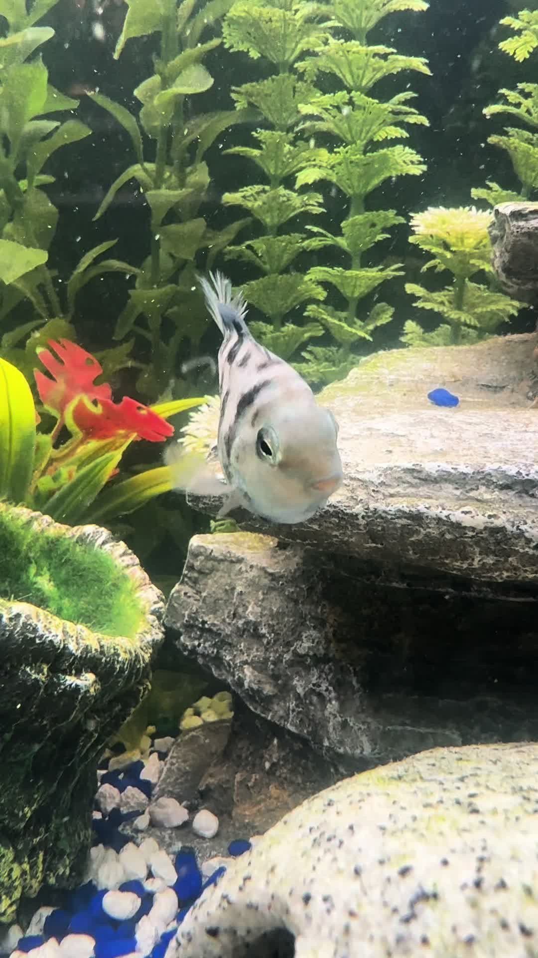 @Cichlid Chief
