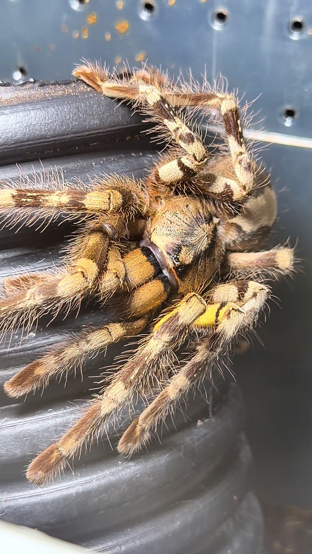 @tydyeexotics