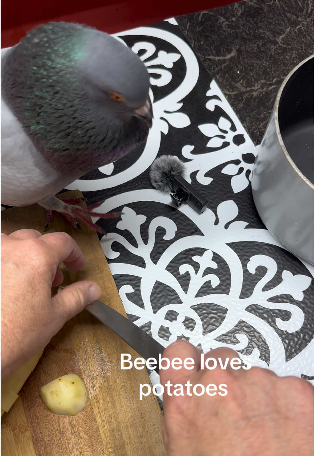 @Beebee The Pigeon