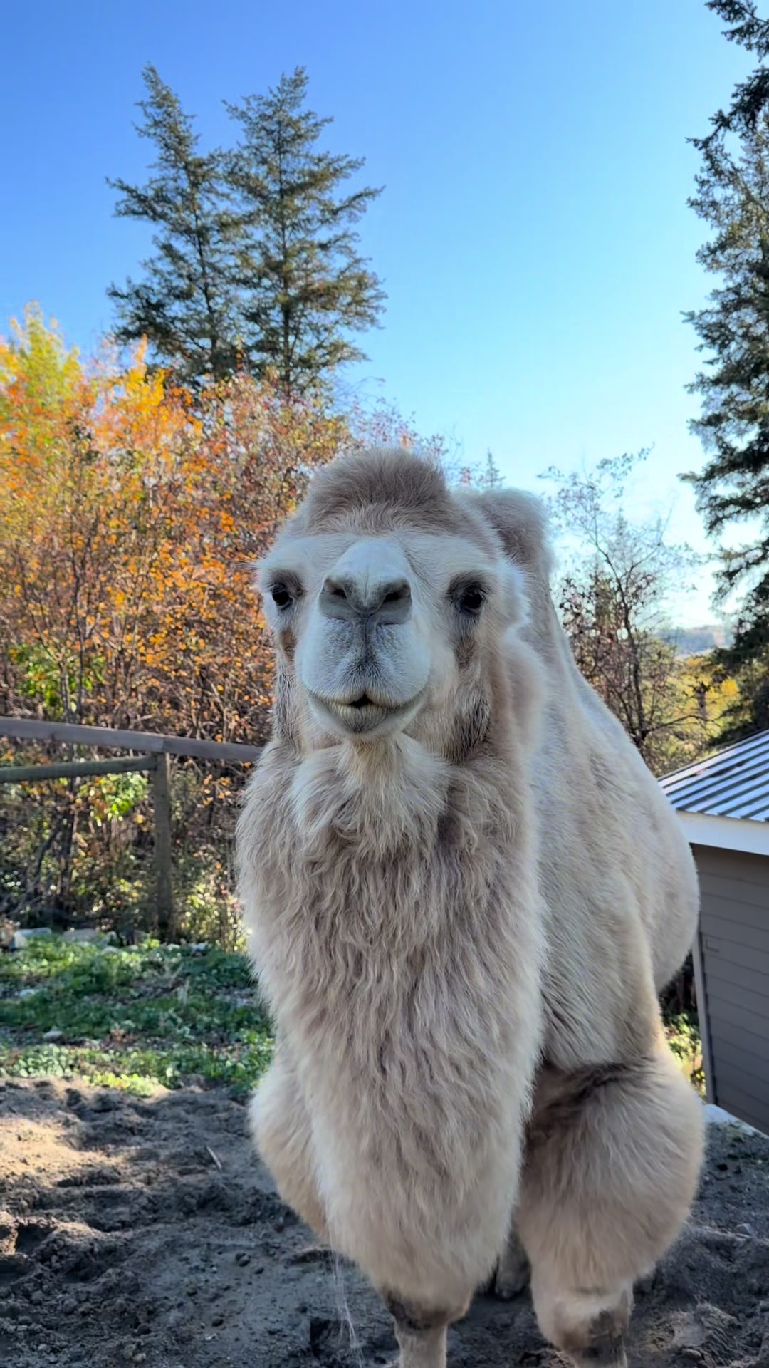 @MayhemTheCamel