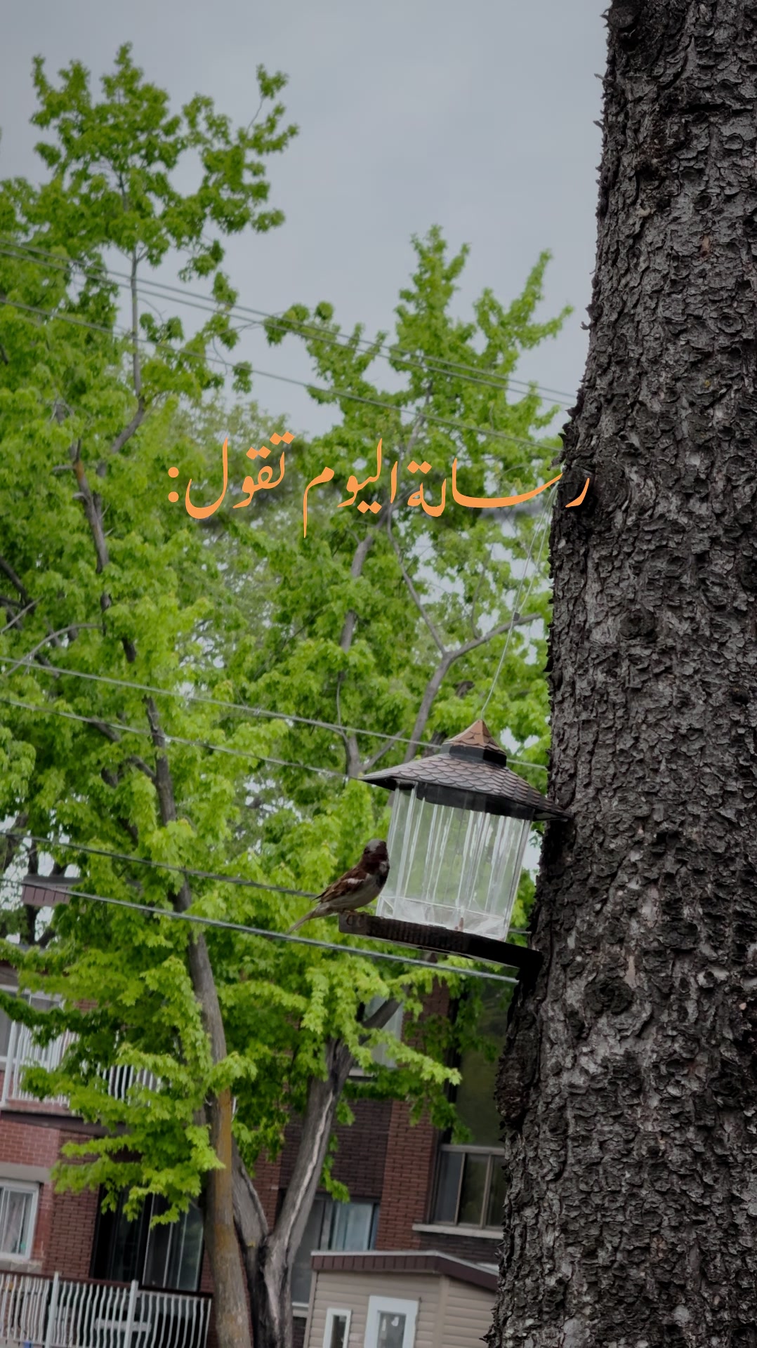@Rayan El Ayoubi