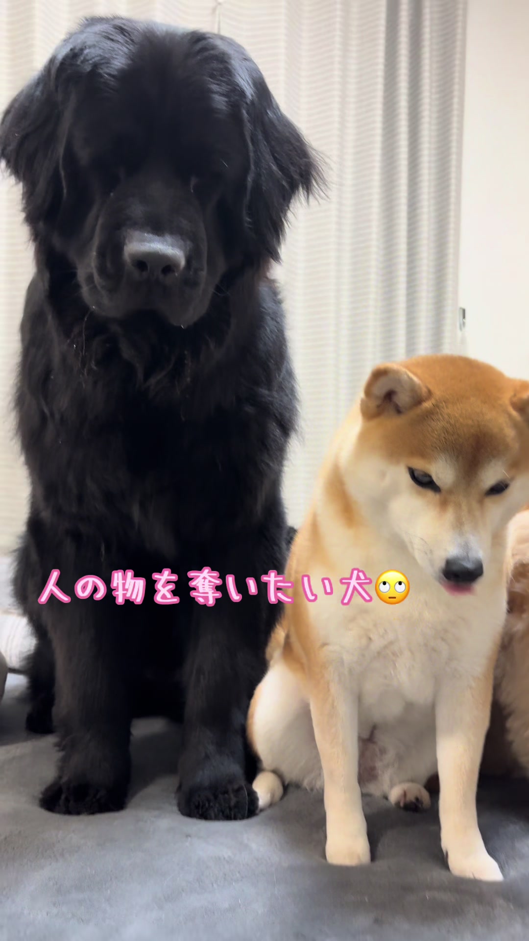 @ムックパパ🔶🐾