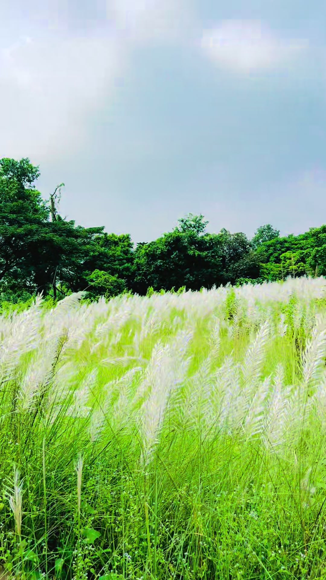 @🌼[ " CaFe শীতল হাওয়া " ]🌼