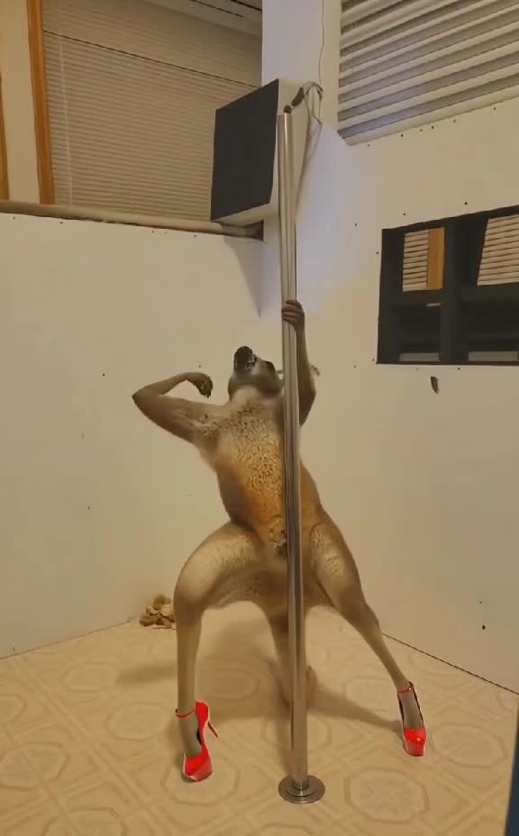 @Penny the Kangaroo 🦘