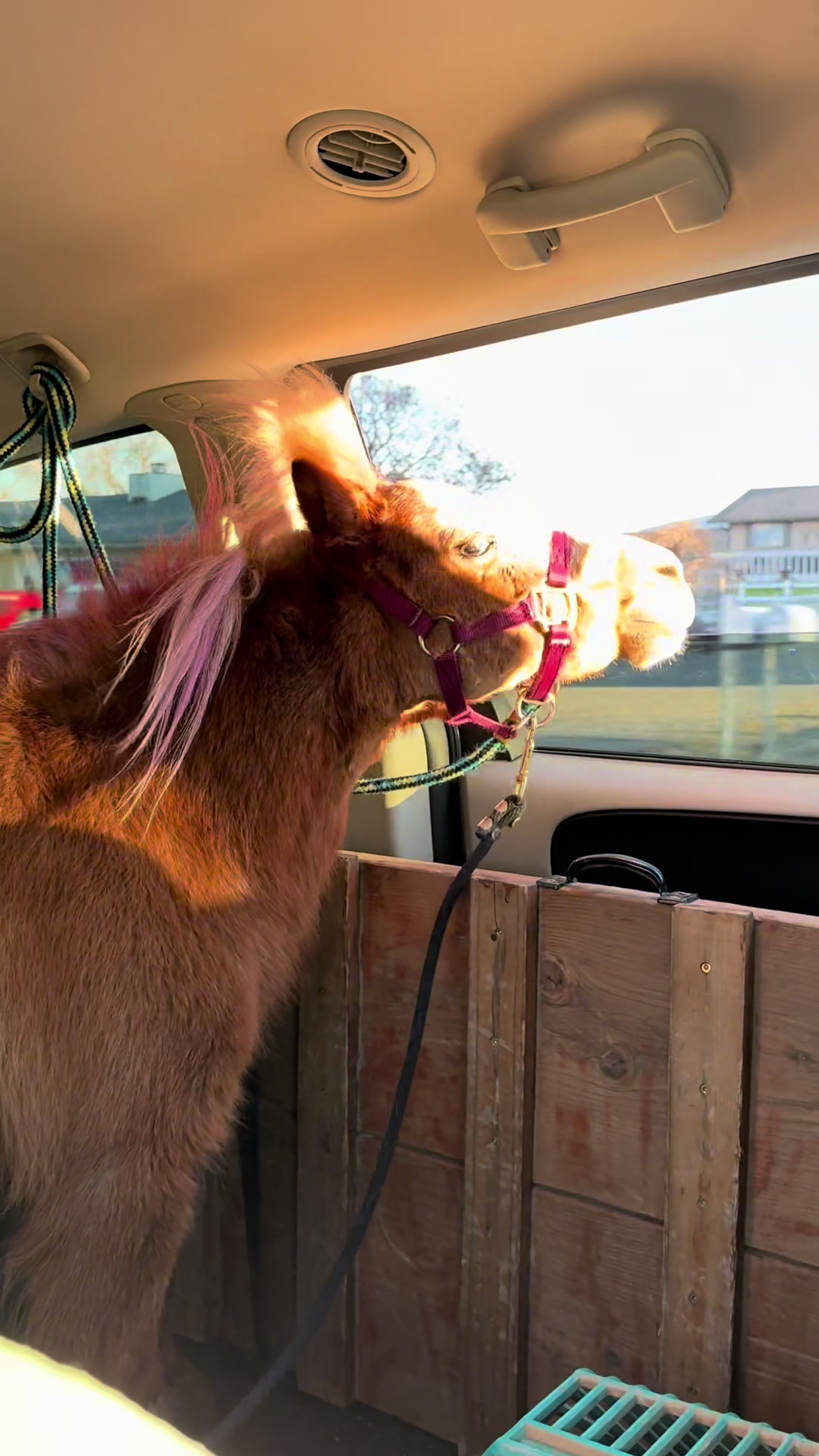 @Hot Sauce the Mini horse 🐎