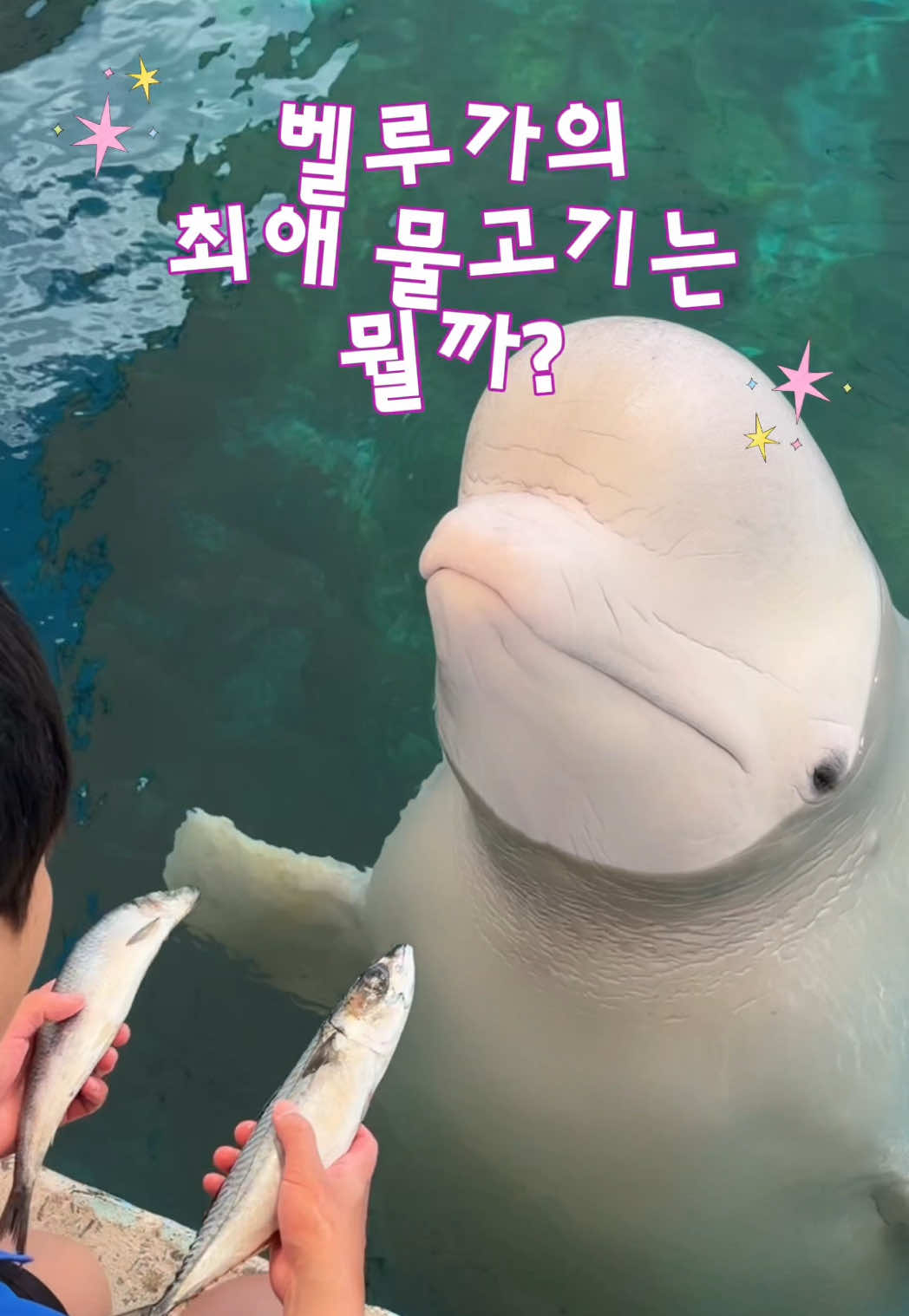 @DolphinTok