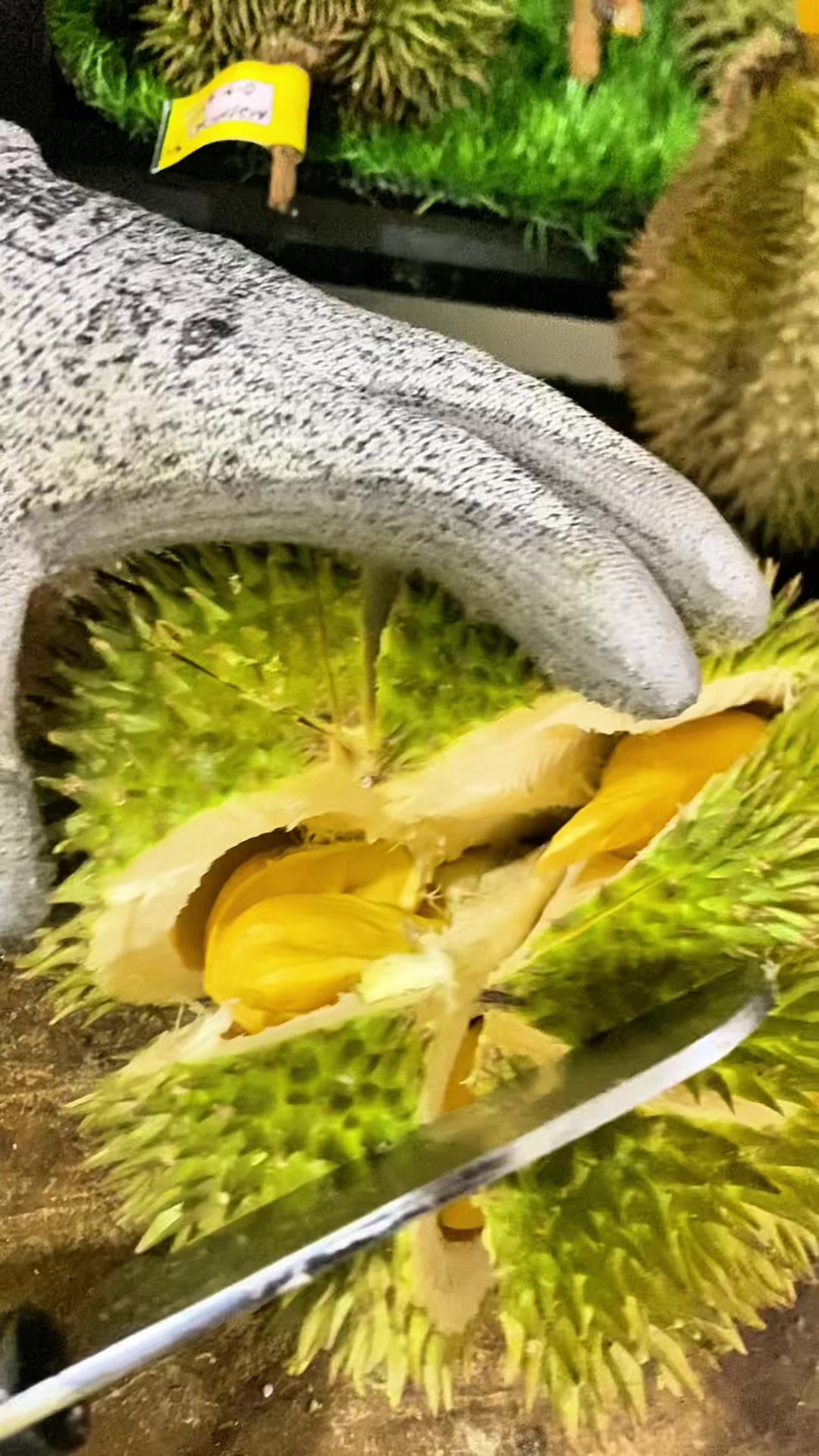 @CICIP DURIAN