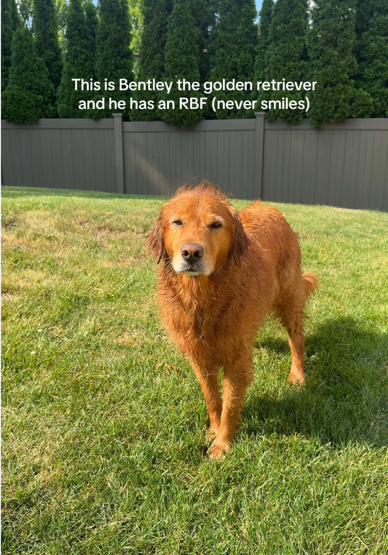 @Bentley the Spicy Golden🌶️