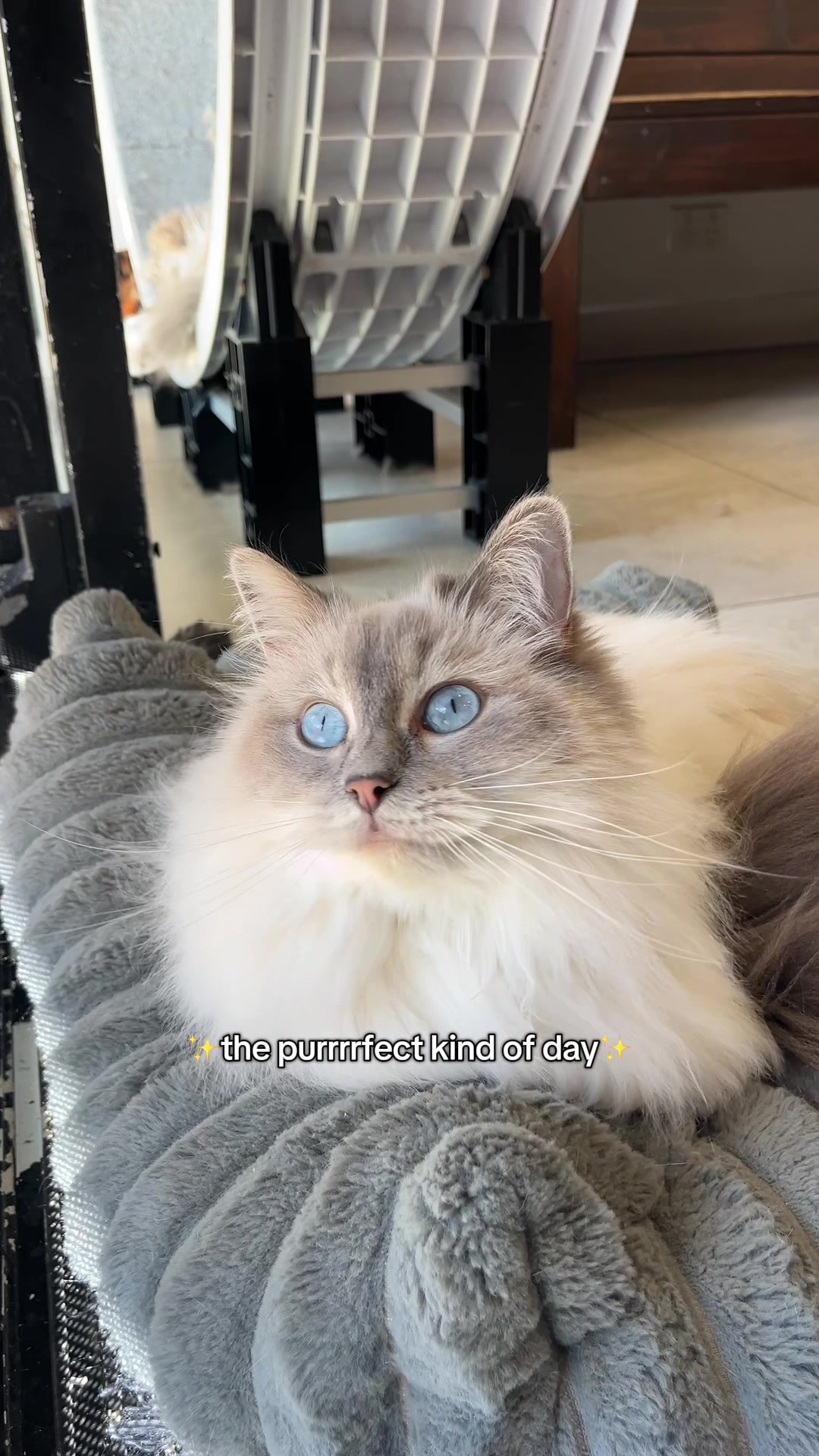 @crazycatcafe