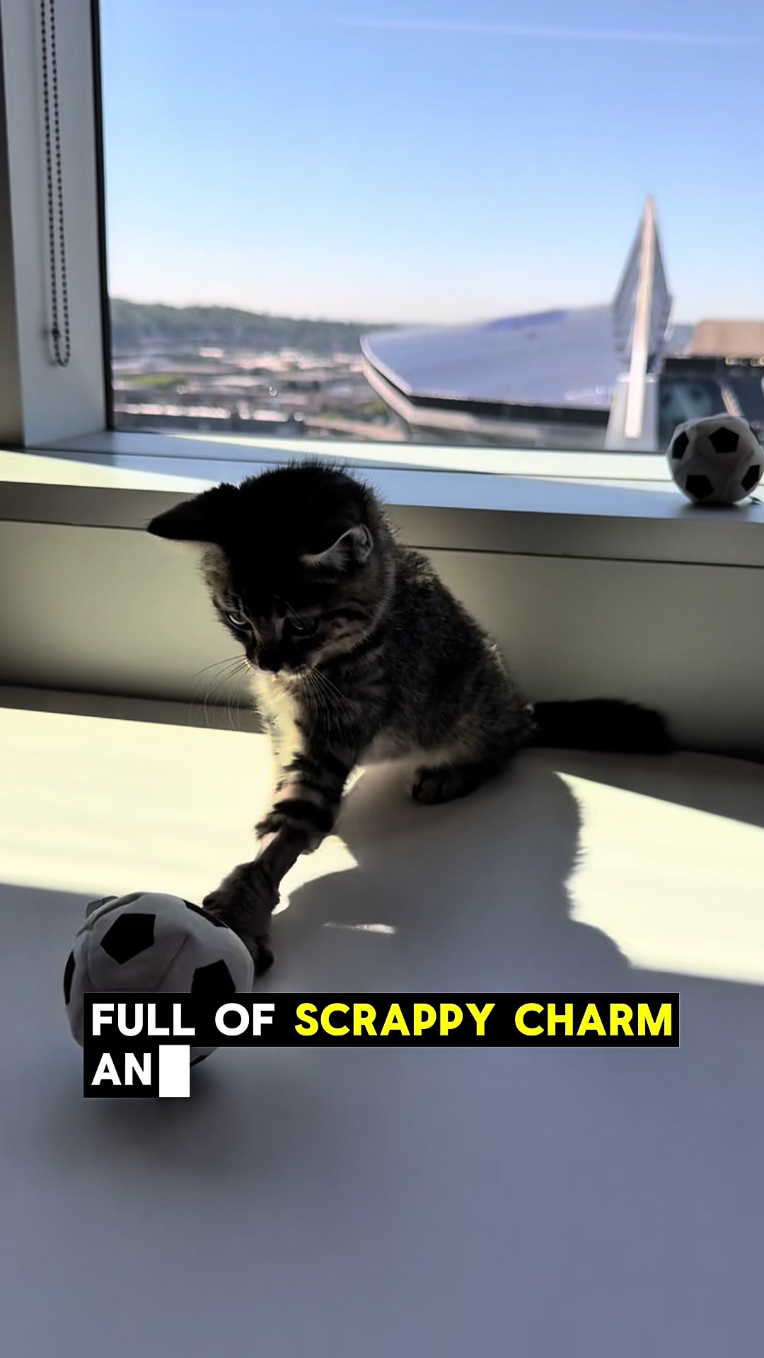 @Seattle Animal Shelter