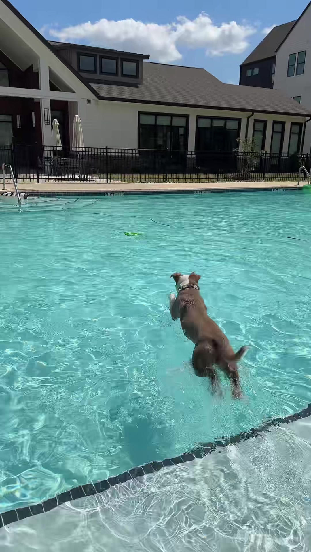 @Millie The Pitty