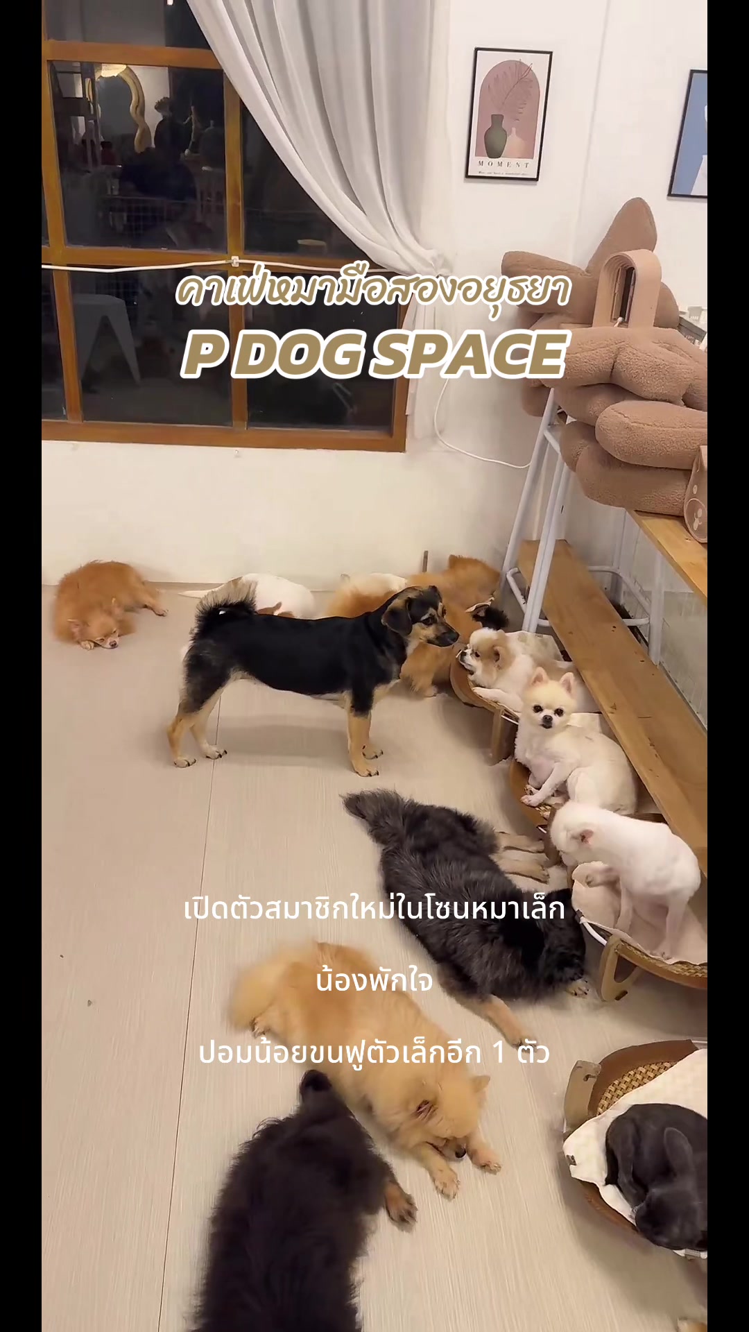 @P Dog Space คาเฟ่หมามือสอง 🐶