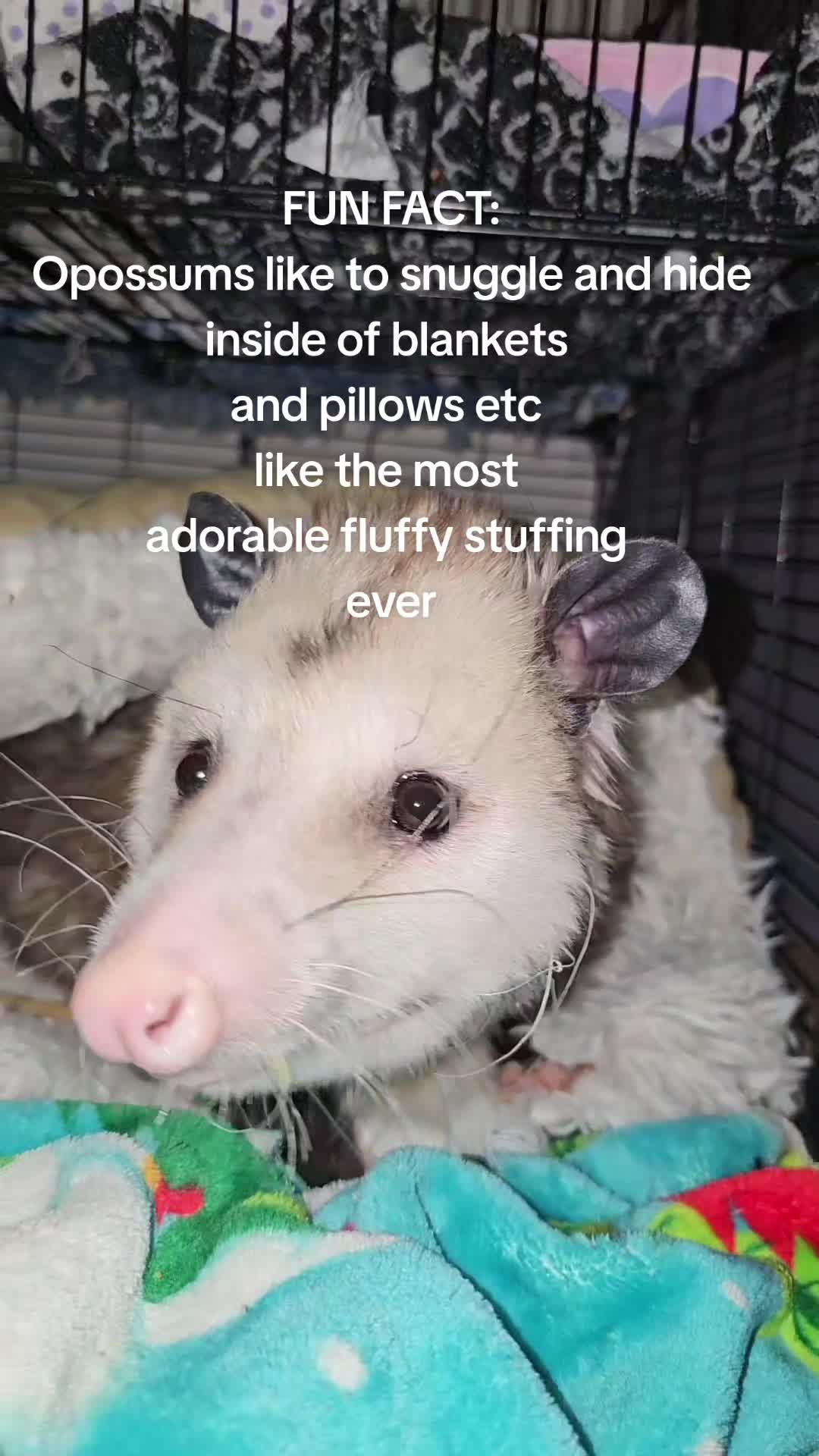 @OPOSSUMDAWGMOM
