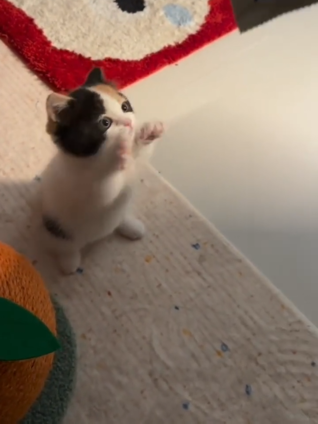 @Chonky World Of Cats