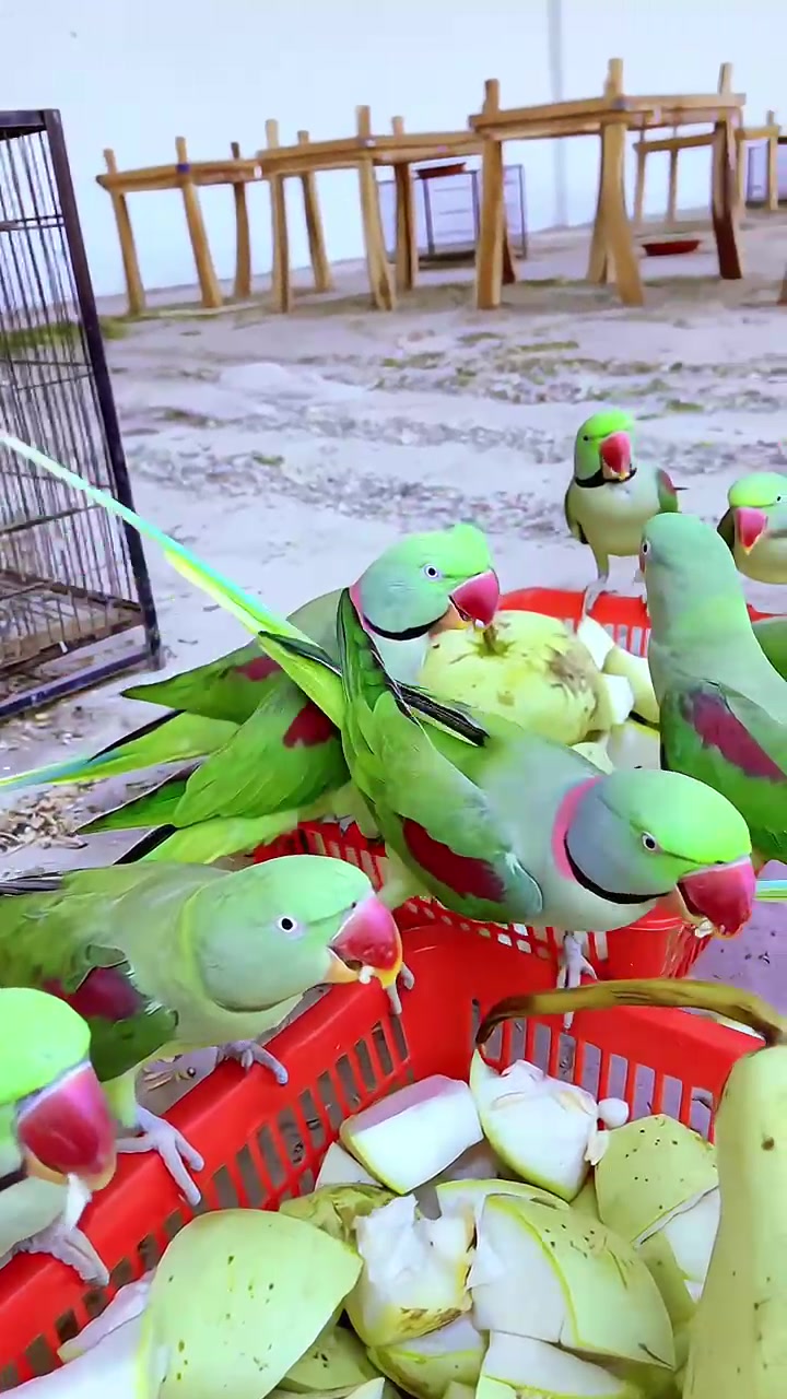 @WA Aviary