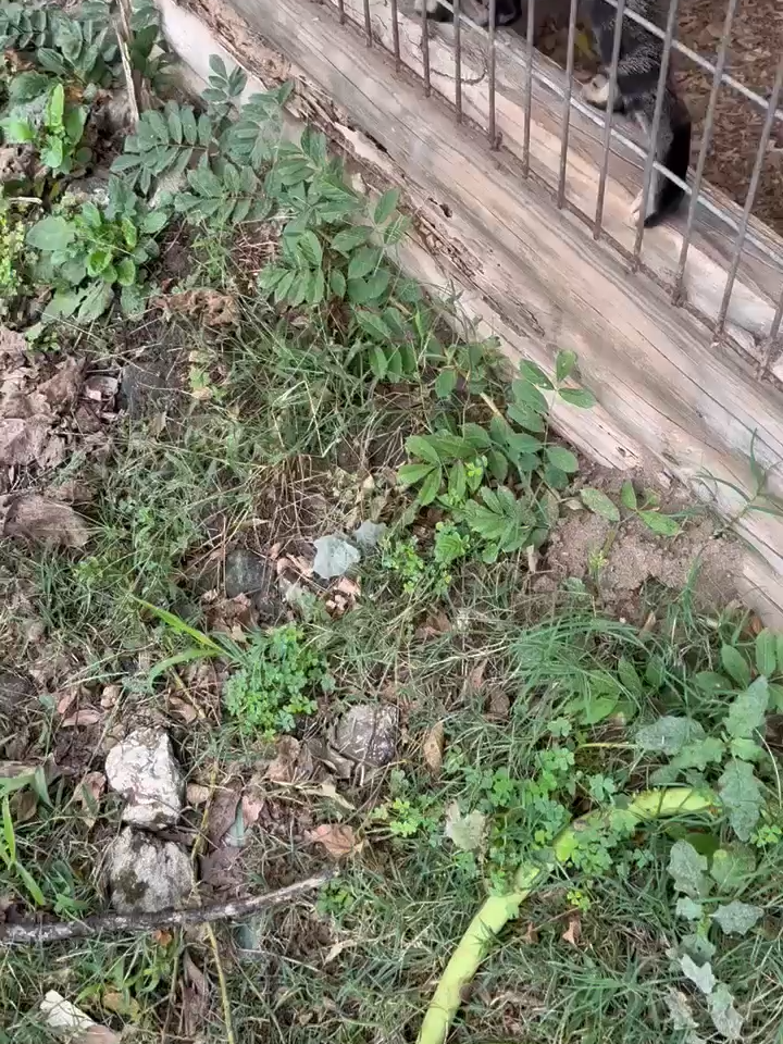@Barking Mad Animal Refuge