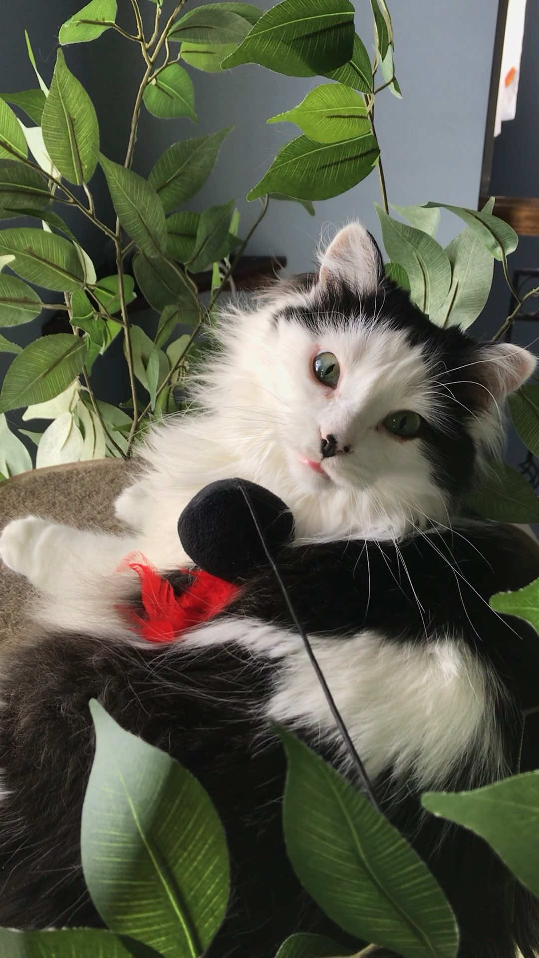 @The Oreo Cat