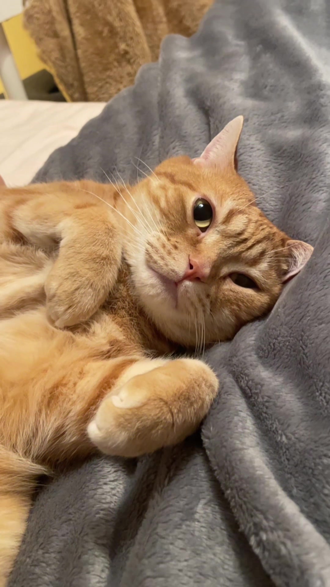 @社会人の猫暮らし🐈あめ
