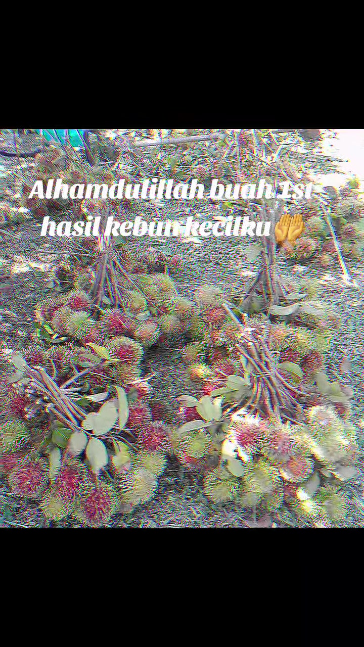 @Mohamad Arif