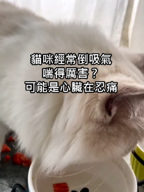 @catology