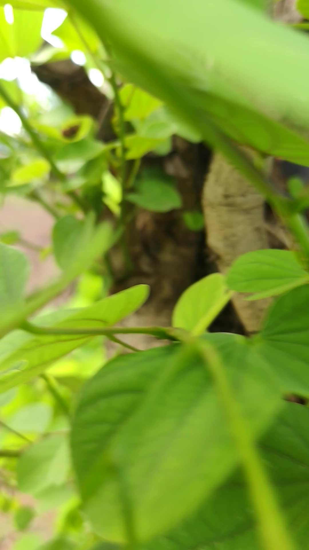 @â€ïžKhun wiðŠ Karenni ðµðŸð«¶