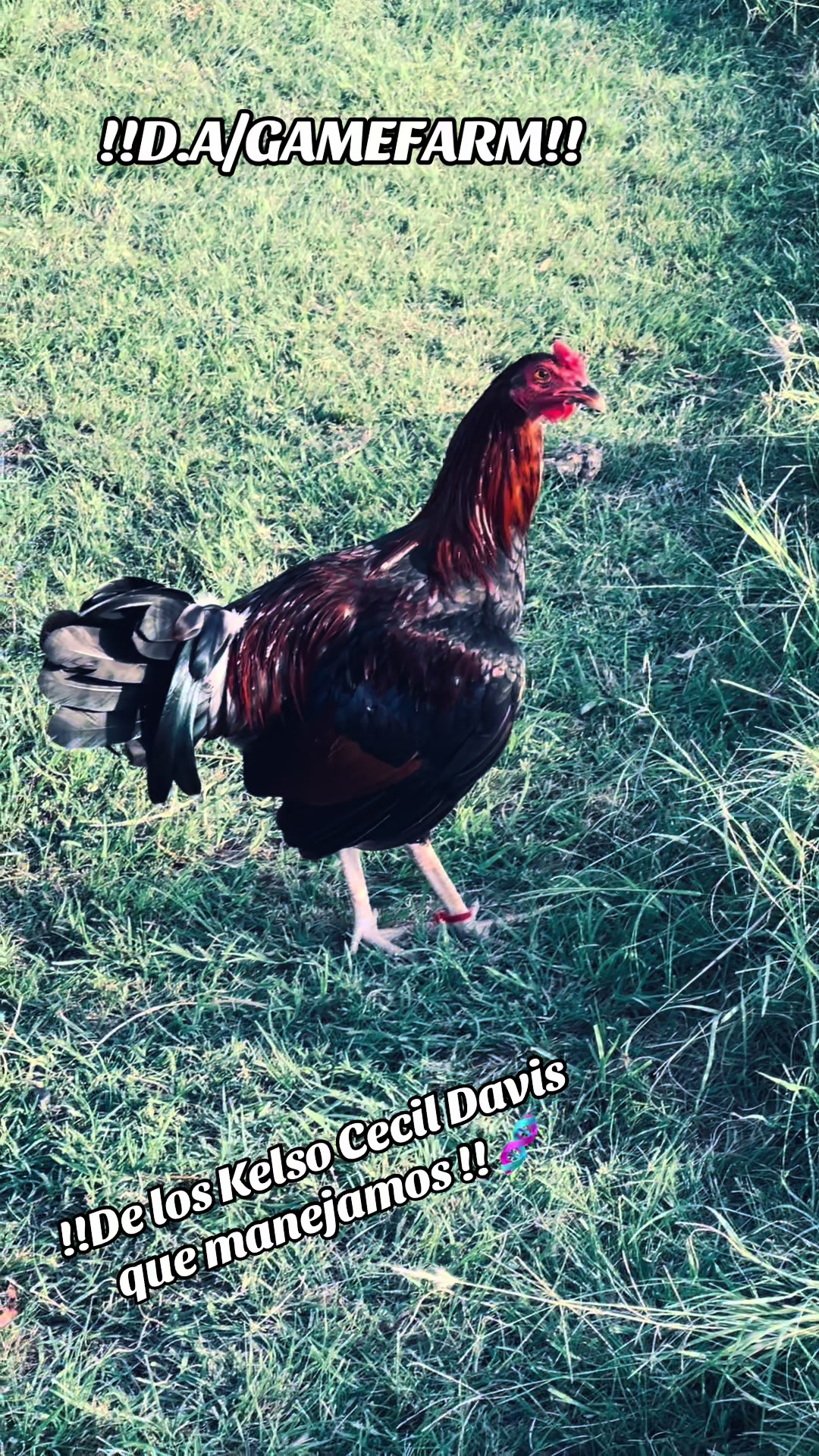 @DAgamefarm