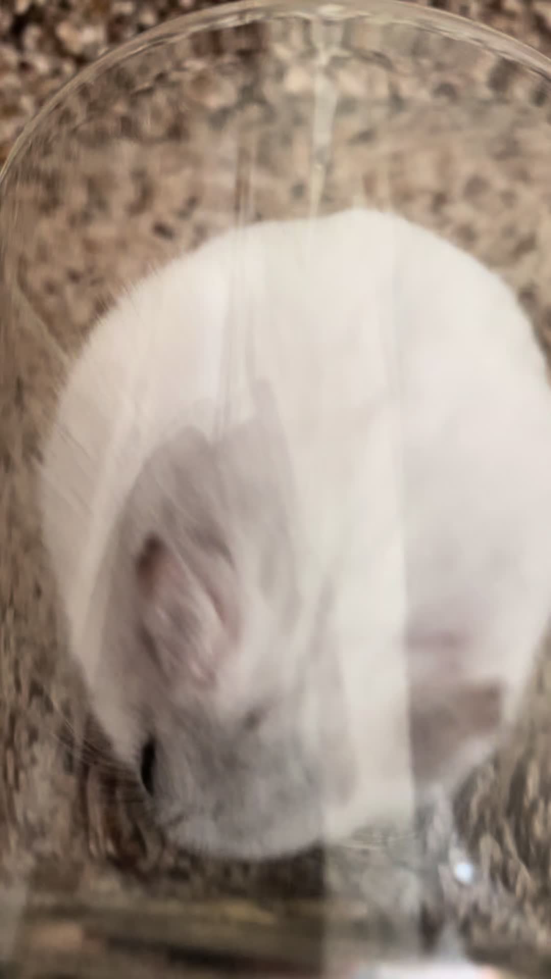 @MoChi&CoCo