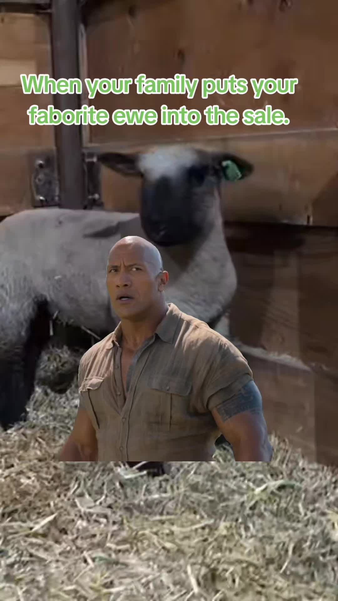 @Skinner Show Lambs