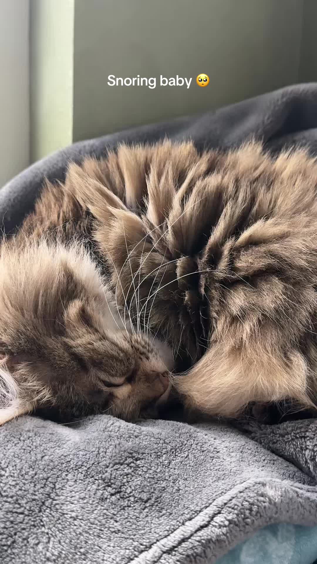 @CatLadySadie