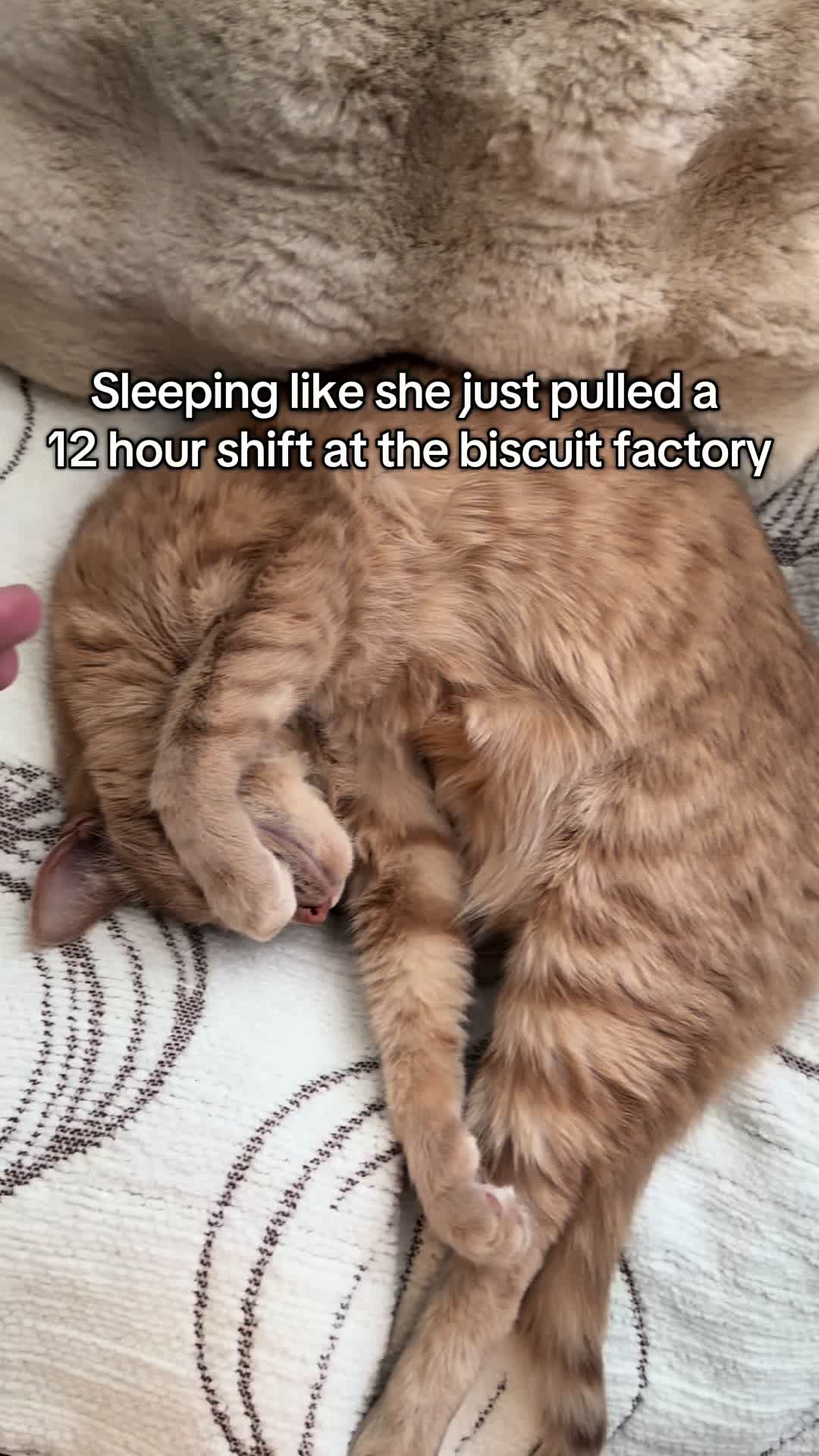 @honeythecat