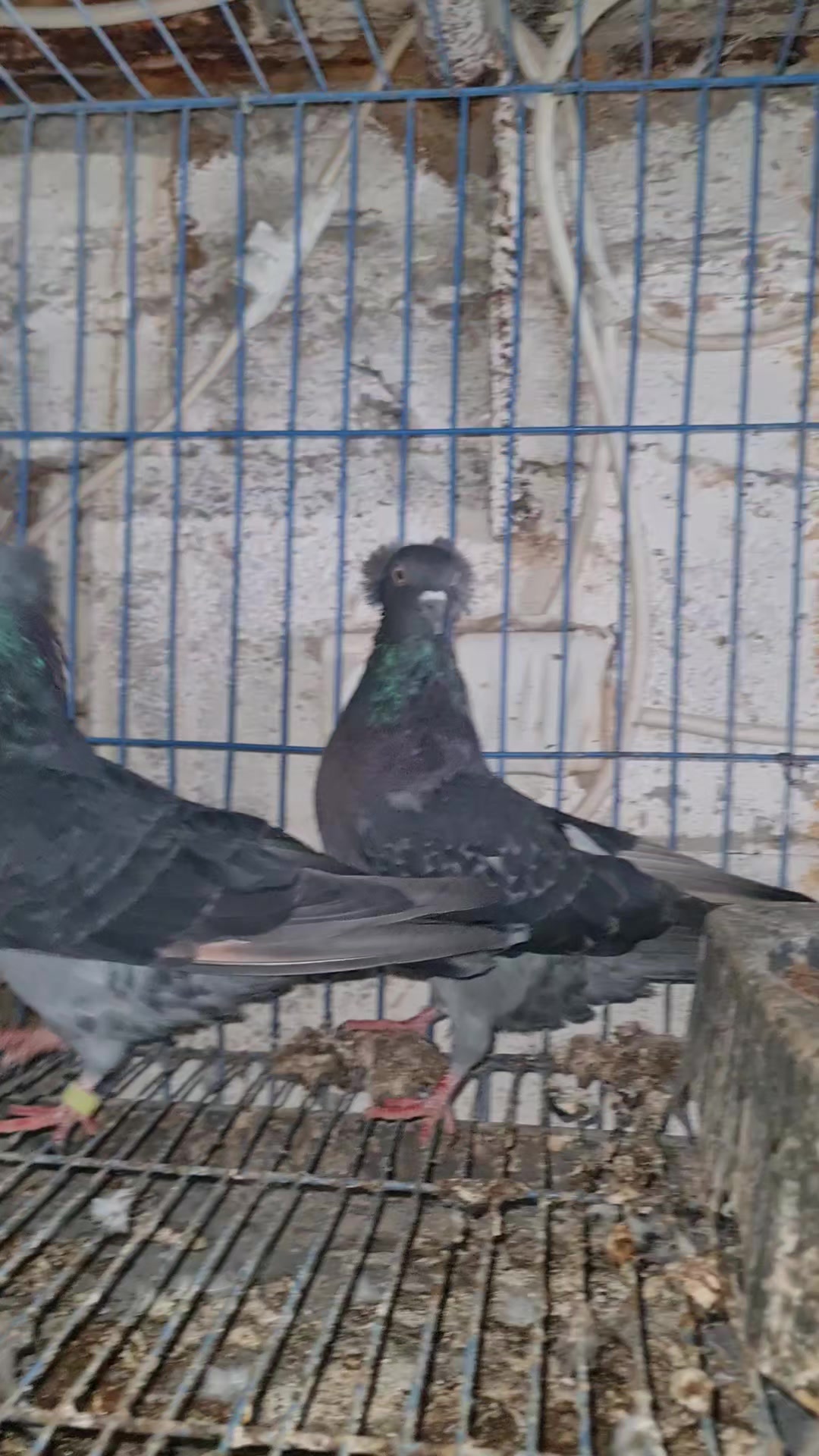 @Pigeons Tv
