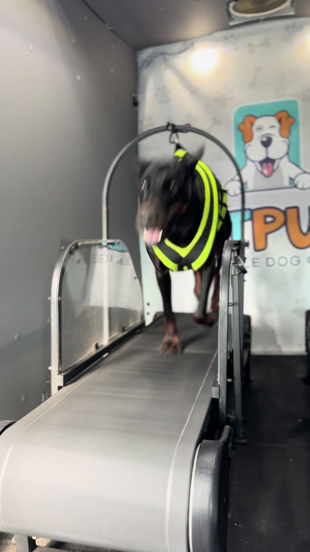 @FITPUP Mobile Dog Gym