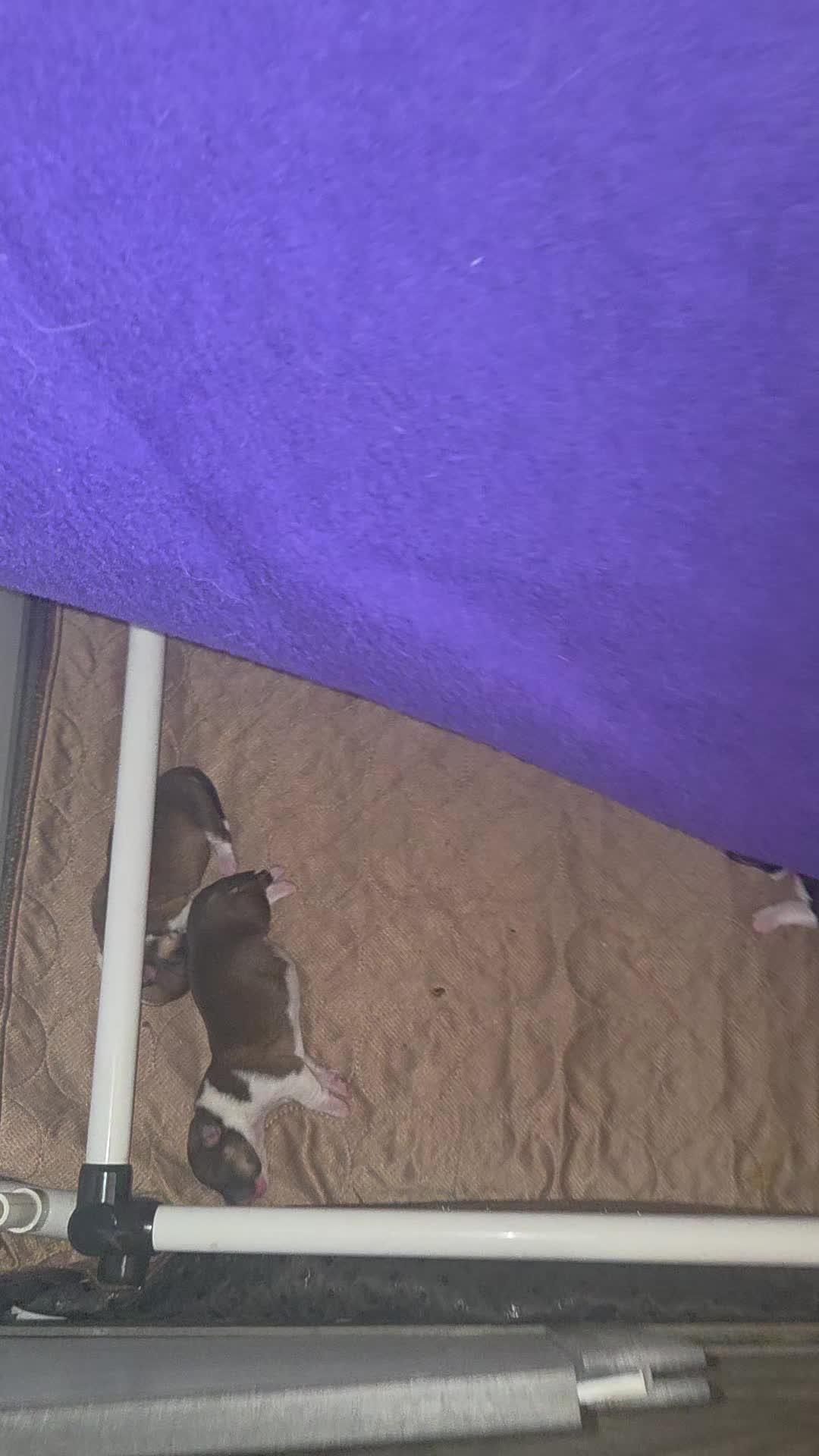@PNW Pembroke Welsh Corgis