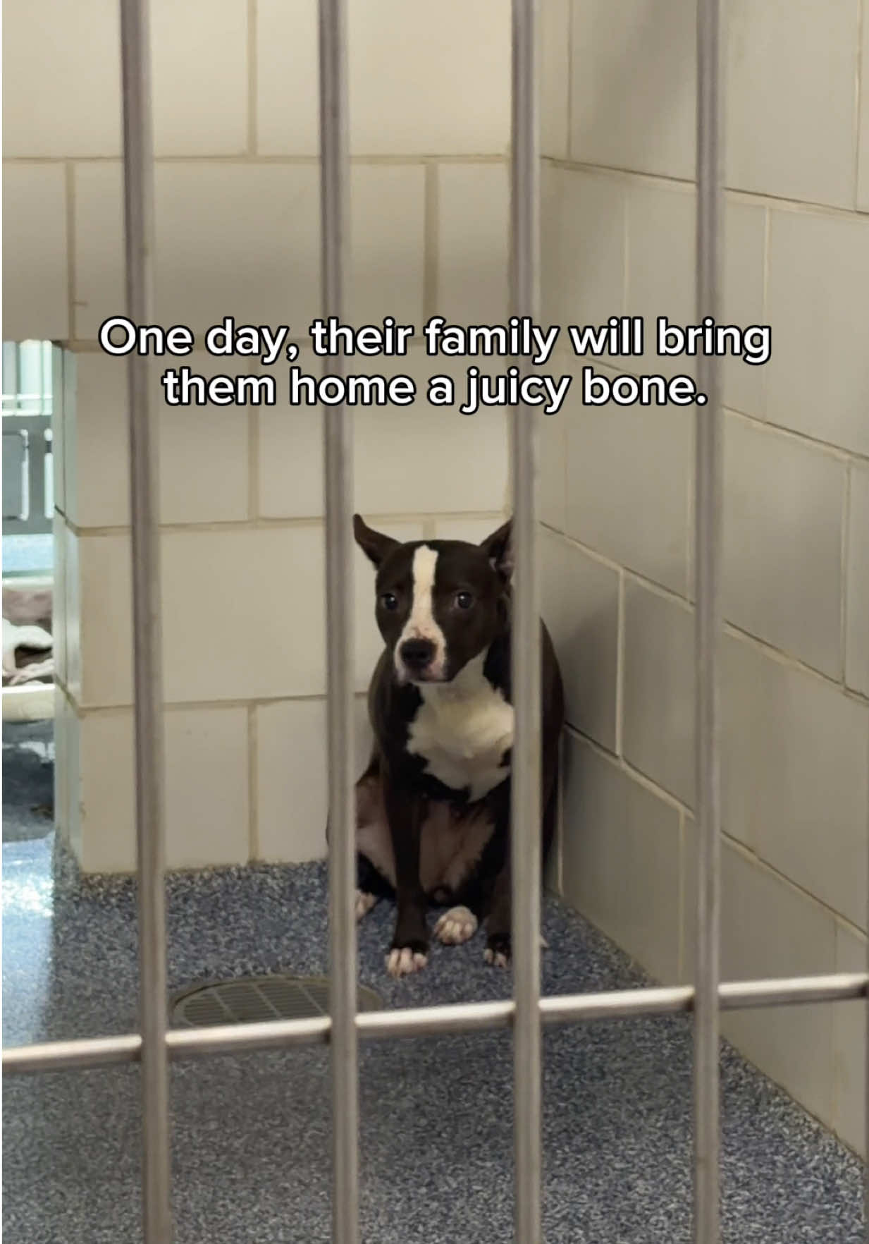 @Adopt a Pet