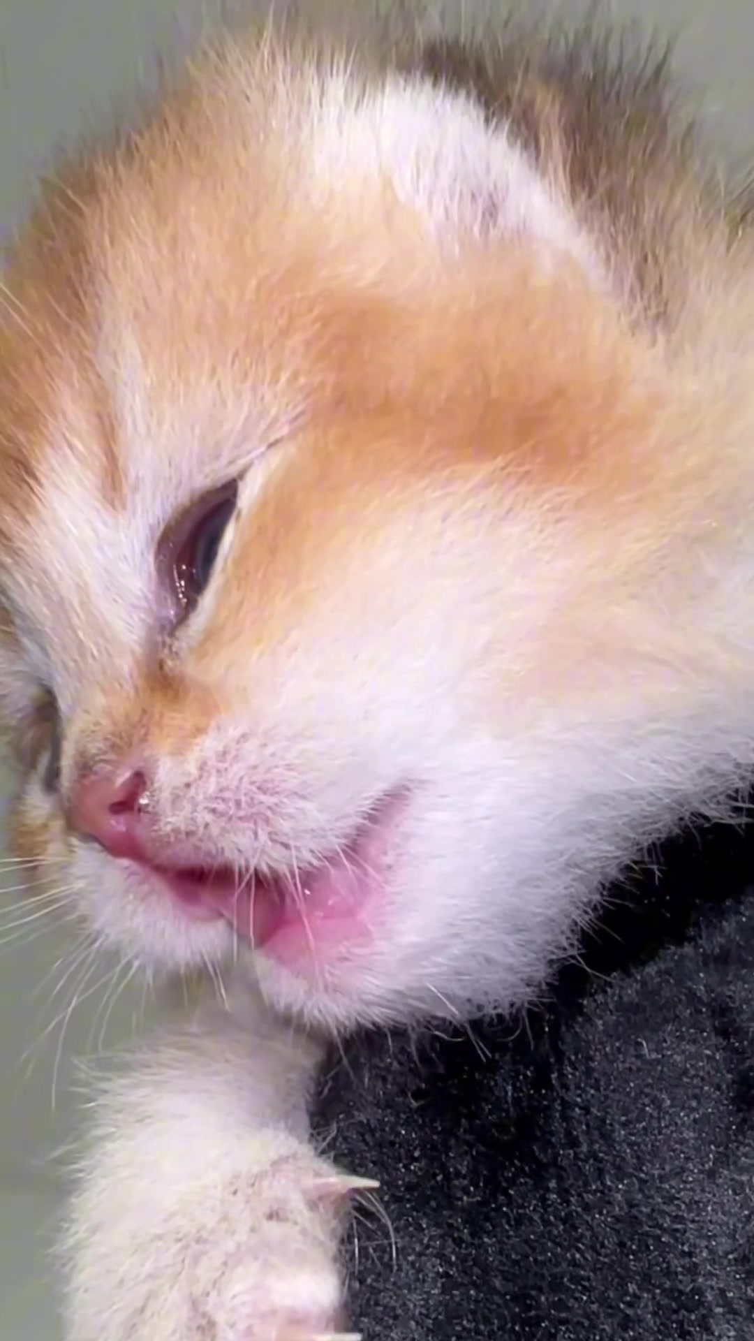 @Soothing Cats😻