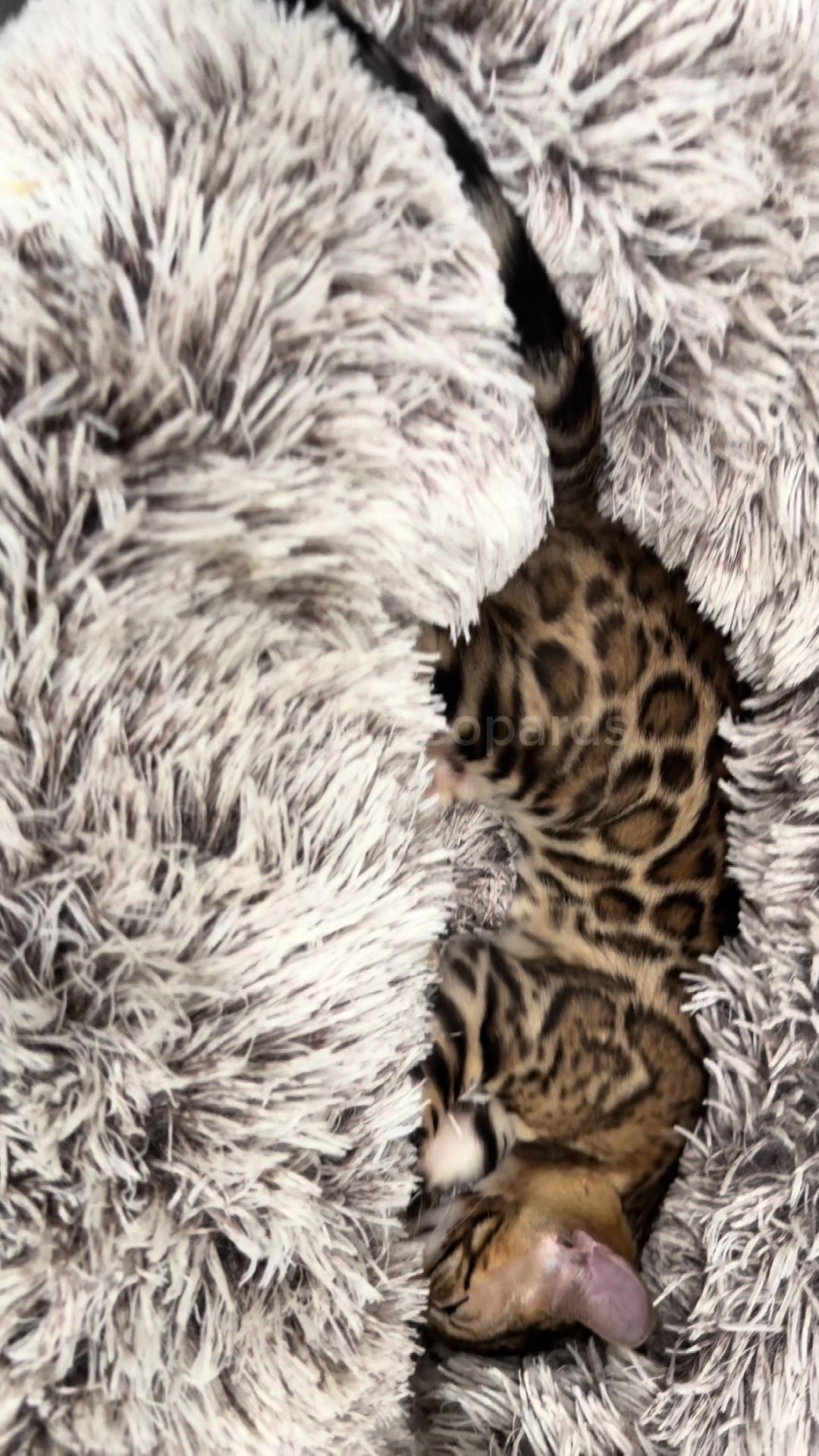 @ＢＥＮＧＡＬ&Iacute;&emsp;ＬＥＯＰＡＲＤＳ