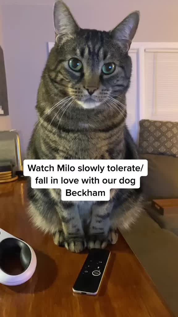 @Milo The Chonk