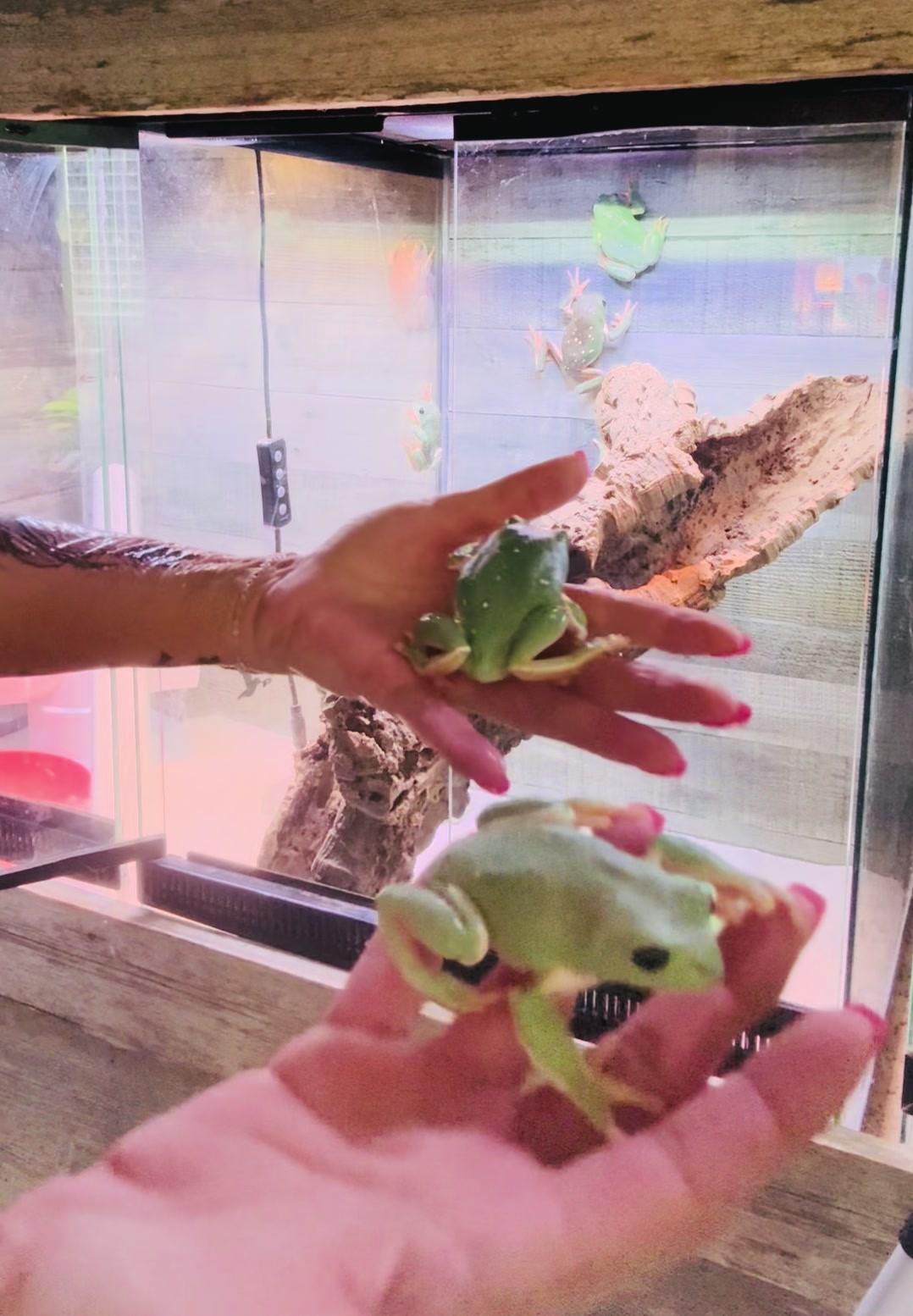 @Kelly Jo Sloan - Sloan Exotics